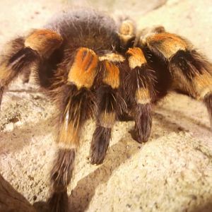 Mexican Redknee Tarantula