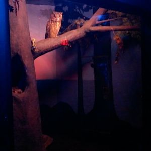 Night Hunters-Eurasian Eagle Owl exhibit