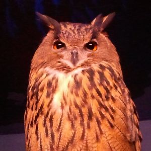 Eurasian Eagle Owl