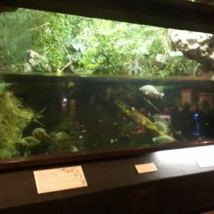 Manatee Springs- Infamous Plant Invaders(7 species)