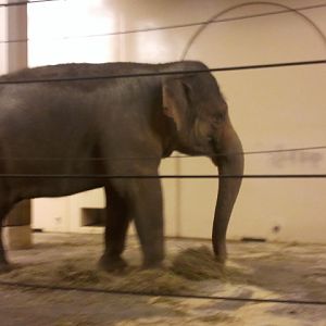 Princess Schottzie II