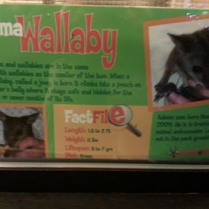 Dec. 2011-Wallaby Nursery Sign at the Children's zoo