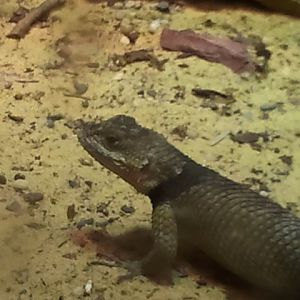 Dec. 2011-Blue Spiny Lizard