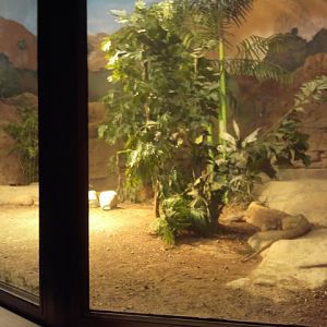 Dec. 2011-Dragons!-Komodo dragon exhibit