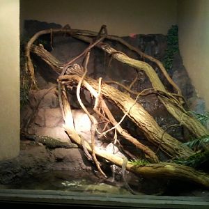 Dec. 2011-Dragons!-Crocodile Monitor exhibit