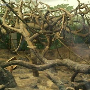 Dec. 2011-Jungle Trails-Tropical African Animals-Bonobo bedroom