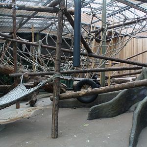 ZOO Antwerpen - Ape House (Gorilla)