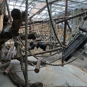 ZOO Antwerpen - Ape House (Gorilla)