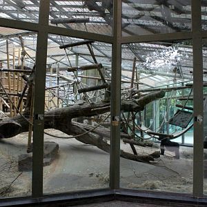 ZOO Antwerpen - Ape House (Gorilla)