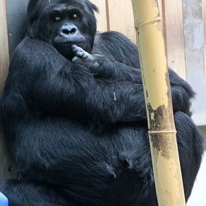 ZOO Antwerpen - Ape House (Eastern gorilla)