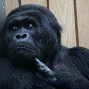 ZOO Antwerpen - Ape House (Eastern gorilla)