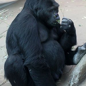 ZOO Antwerpen - Ape House (Eastern gorilla)
