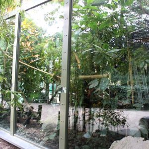 ZOO Antwerpen - Ape House (Tamarin/marmoset)