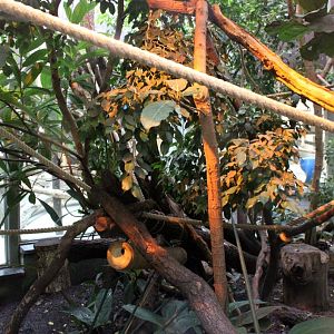 ZOO Antwerpen - Ape House (Tamarin/marmoset)