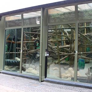 ZOO Antwerpen - Ape House (Chimpanzee)