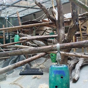 ZOO Antwerpen - Ape House (Chimpanzee)