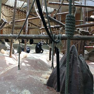 ZOO Antwerpen - Ape House (Chimpanzee)