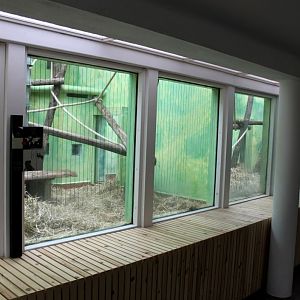 ZOO Antwerpen - Ape House (Siamang)