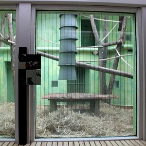 ZOO Antwerpen - Ape House (Siamang)