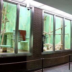 ZOO Antwerpen - Ape House (Chimpanzee)