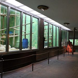 ZOO Antwerpen - Ape House (Chimpanzee)