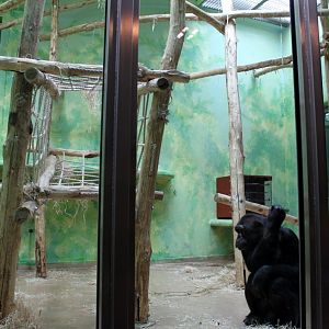 ZOO Antwerpen - Ape House (Chimpanzee)