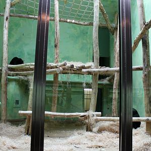 ZOO Antwerpen - Ape House (Chimpanzee)
