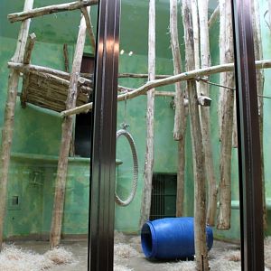 ZOO Antwerpen - Ape House (Chimpanzee)