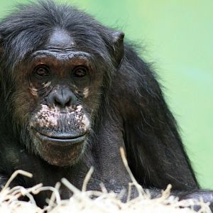 ZOO Antwerpen - Ape House (Chimpanzee)