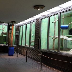 ZOO Antwerpen - Ape House (Chimp/gorilla)