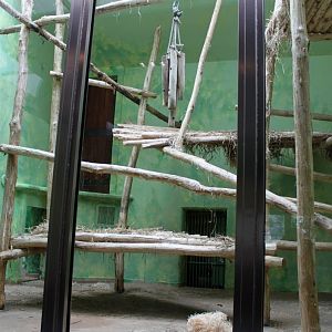 ZOO Antwerpen - Ape House (Gorilla)