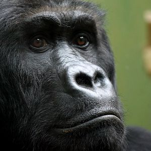 ZOO Antwerpen - Ape House (Eastern gorilla)