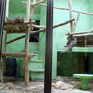 ZOO Antwerpen - Ape House (Gorilla)