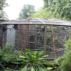 ZOO Antwerpen - Ape House (Siamang)