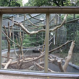 ZOO Antwerpen - Ape House (Siamang)