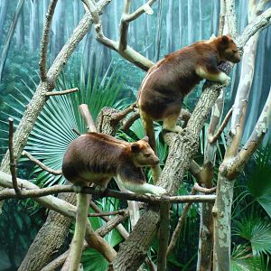 Goodfellow's Tree Kangaroos (Mother and joey)