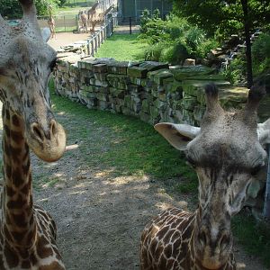 Giraffe Feeding