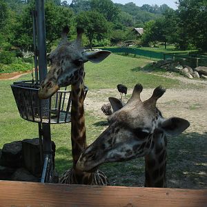 Giraffe Yard and Feeding