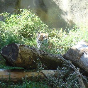 Siberian Tiger in Old Grottos