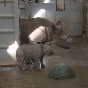 Black Rhino and calf