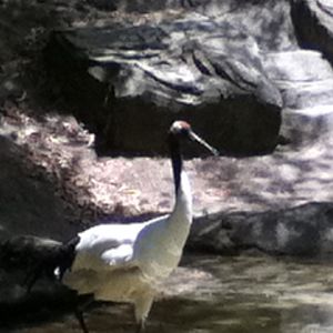 Red Crowned Crane