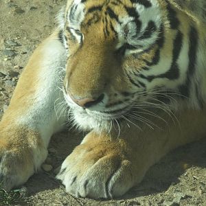 Sleepy Tiger