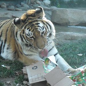 Tiger / Siberian / Amur