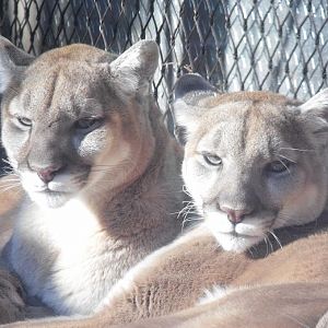 2 Mountain Lions