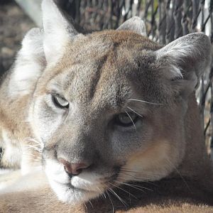 Mountain Lion Close Up