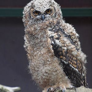 Unknown owl chick
