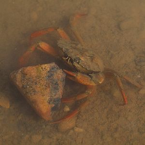 Unknown crab
