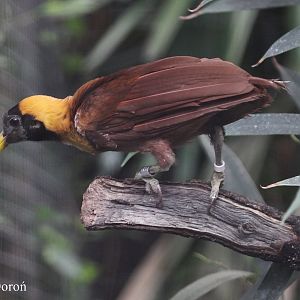 Red Bird of Paradise (Paradisaea rubra), 2011/05/28