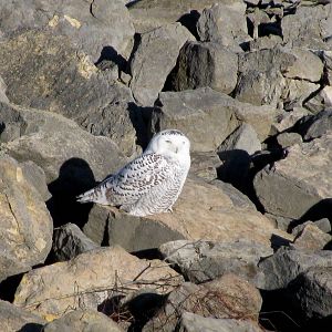 Snowy Owl