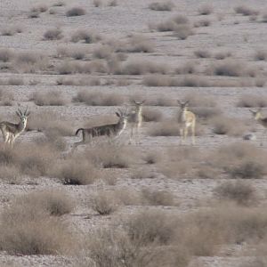 Gazella Subgutturosa (Persian Gazelle)